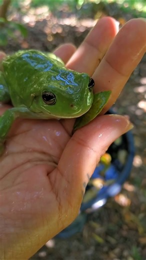 Beautiful Green Tree Frog
