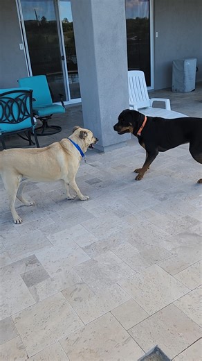 🐾 Happy Tails 🐾 The pup in the blue collar is a dog that staff and volunteers know well...It's Carl, AKA Cody! He's been thriving in his new home, and we couldn't be happier 🥰 "Clark, now named Cody, is now in his forever home. My existing dogs took to him and the 3 of them are getting along perfectly. I couldn't ask for a better outcome. We absolutely love this sweet dog. Thank you MCACC for saving him and for your amazing volunteers and fosters for posting him." Ever adopted from MCACC? Let