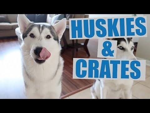 Properly Crate/Kennel Train A Siberian Husky! (Easy Steps)