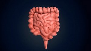 Colon, Digestion, Small Intestine. Free Stock Video