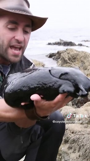 Giant Sea Slug Encounter: Fascinating Wildlife Discovery