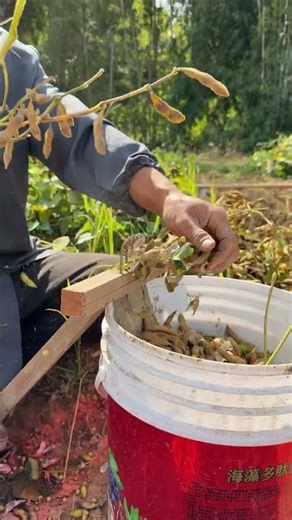 Homemade rake for shaking bean pods, a rural Wisdom gem!