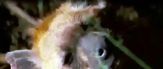 Lion Vs Jaguar attack and Kill amazing 2015 in zoo