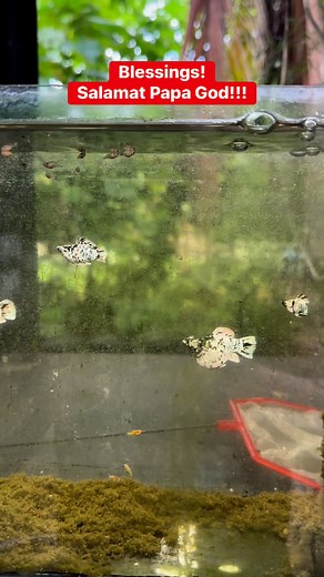 Blessings!!! #newbie #titoymollies #backyardminifishfarm #tabuelancebu | Titoy Emnace