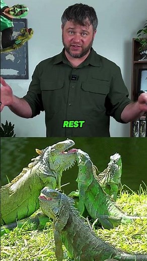 This Is Why Florida Can’t Get Rid of Iguanas