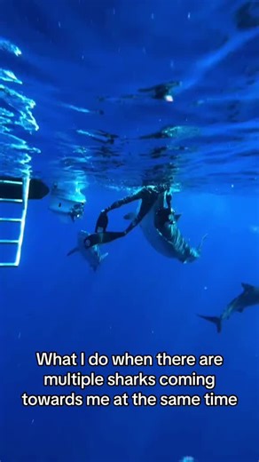 Techniques for Handling Multiple Sharks in Diving