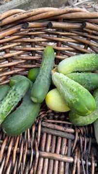 Harvest to Table: Relish #growyourownfood #harvest #garden #homegardening #harvesttime