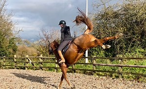 2.1M views · 31K reactions | So much to say about this horse, so hard...