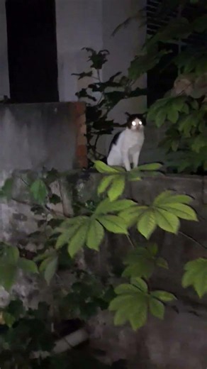 horror #cat #petlover #shorts