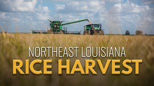 In Northeast Louisiana, rice harvest is running behind this year. This year’s wet spring delayed planting for many farmers in the Delta, and some were not able to plant the crop until June. While having to wait for the crop to be ready is not a huge issue, farmers say they are seeing mixed results on yields. | This Week In Louisiana Agriculture