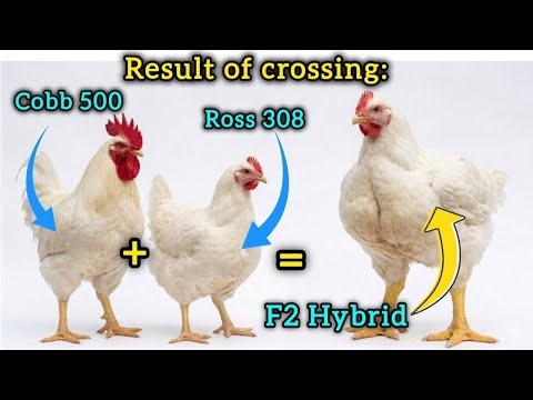 Cobb 500 x Ross 308: The Shocking Results of this Broiler Cross