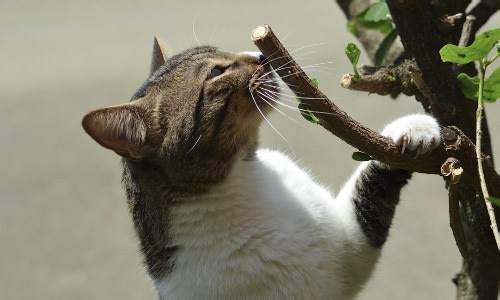 Bad parameter sniffing, what is it and what can you do about it - SQLServerFast