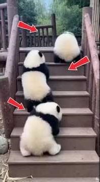 Panda sendo Panda