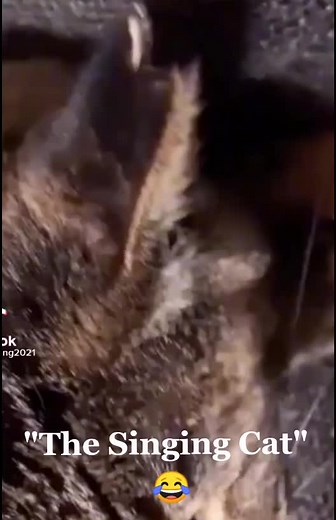 The Singing Cat: Hilarious Cat Listening to Music Meme