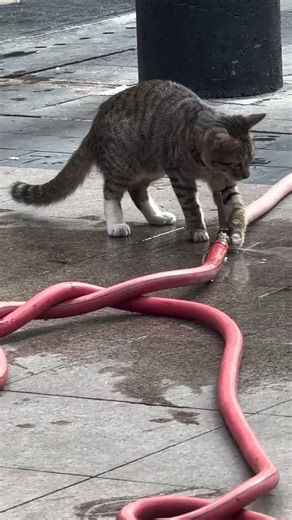 Hardest Working Plumber On The Street Is A Cat Forget the professionals, this little guy is on the job! He's either trying to fix this leak or he's found the best drinking fountain in the entire city. 😂 His determination is just too cute! 🐾 | Animals World , Nature & Quotes