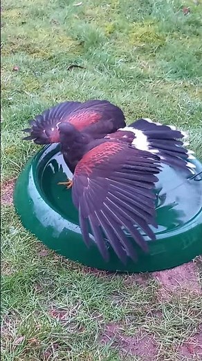 HARRIS HAWK HAVING A BATH