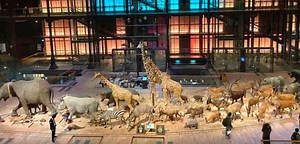 La Grande galerie de l'Evolution, un musée pas comme les autres