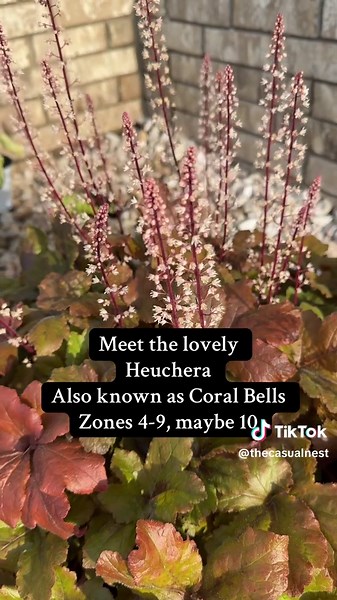 Coral Bells: A Beginner's Guide to Shade Gardening