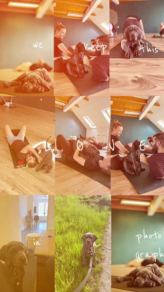 #slovakiangreatheartkennel #escobarslovakiangreatheart #europeanwinner2025 #greatdane #bluegreatdane #bluegreatdanepuppy #bluegreatdanes #greatdanesoftiktok #nemeckadoga #modranemeckadoga #németdog #németdoggalazélet