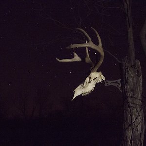 Skull mounting solutions for your trophies. We've got you covered! | Skull Hooker | Facebook