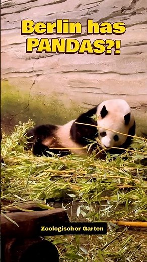 Berlin Has PANDAS?! 🐼 | A Day at Berlin Zoo 🇩🇪