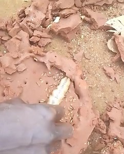 6.4K views · 57 reactions | Look at the size of a queen termite  ...