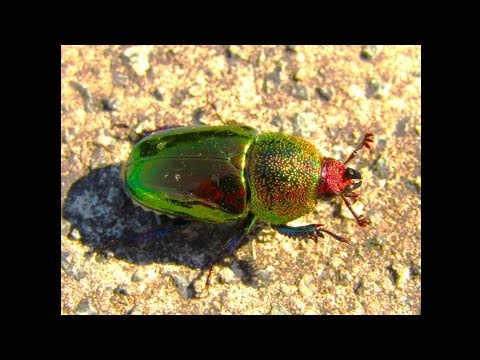saintly he walked - an original song about a Christmas beetle encounter