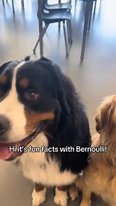 In Fun Facts today we learn about Dog Laughter!!! | Bunsen Berner