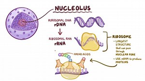 Video: Nuclear structure - Video Explanation! | Osmosis | Osmosis