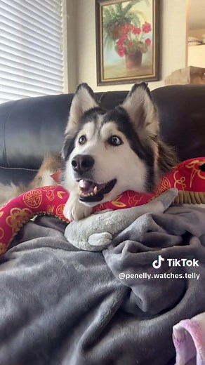 White Fang Movie Scene Review: A Heartwarming Moment