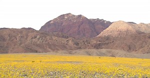 Death Valley National Park hardly ever sees any plant life, but El Nino's rains have brought a full bloom to the parched desert