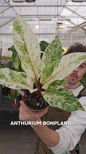 More plants from the greenhouse #anthurium #anthuriums #aroids #anthuriumlovers #philodendron #anthuriumpedatum #anthuriumlancea #anthuriumbonplandiivariegata #anthuriumtruncicola #pjlodendrondeanmcdowellxfloridaghost #anthuriummoodeanum | Captain Aroid