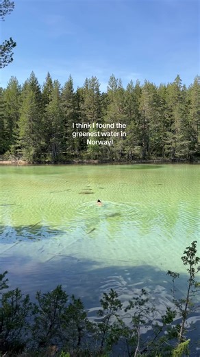 📍Mysutjern, Kongsberg | My Norway guide is linked in bio! @Norway #traveltok #travel #norway #skandinavia #nature #hiking #guide #lofoten #oslo #kongsberg #swim #summer