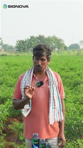 10 Years a Farmer: His Secret to Maximum Chilli Yield | Signova Review 🌱 | Signova Group