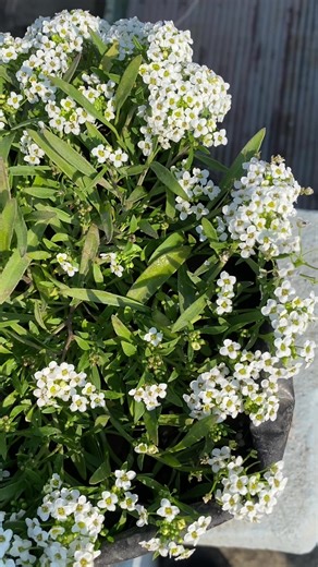 Discover the New Alyssum Flower at Yubraj Nursery