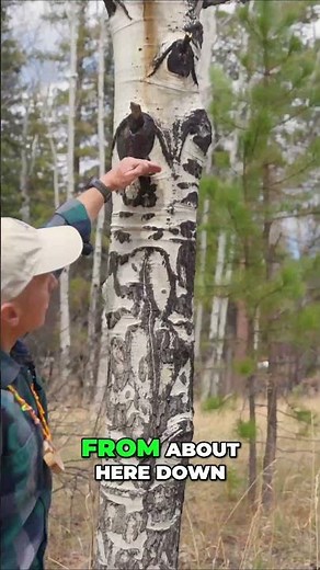 Aspen Trees Facts #nature #naturelovers