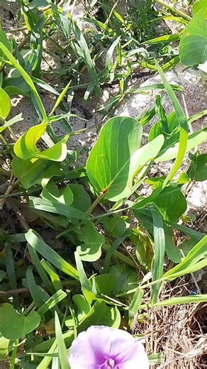 Beach Morning Glory: Amazing Health Benefits #naturalherbs