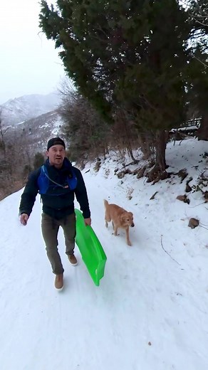 First time sledding with Nala. That didn’t go exactly as planned 😅🤣 anyone got any sledding tips lol #dog #goldenretriever | adventuringwithnala