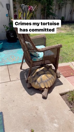 One of ur fav videos of 2023! Hehe 😂 Here’s to more bulldozing, uh hum, I mean here’s to more redecorating in the New Year with Tilly G and his little furry Floof-Gang! Do you want to see all of the Top Ten Videos of 2023? Let me know! Hugs to you 😘🐢🚜💨🪑🪴🛋️ #funnyanimalvideos | Tilly G The Tortoise