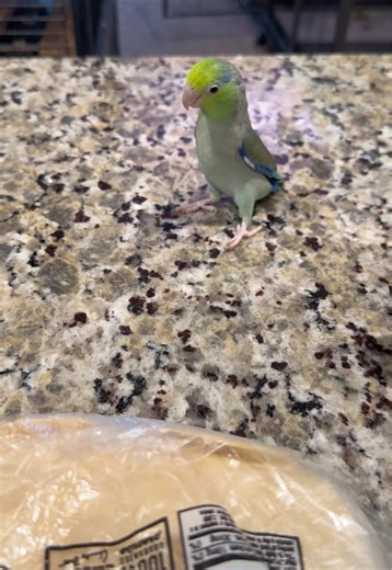 Today was one of those extra long days, and when I finally got a chance to make myself some homemade tacos, I couldn’t even enjoy a quiet moment. Slappy decided the tortillas were clearly for him and tried to fight me for them, completely unfazed by my attempts to shoo him away. #modern_day_raptors #parrotlet #forpus #cuteparrot #funnyparrot