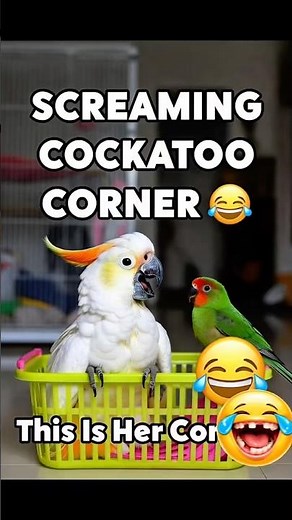 This Cockatoo Has a Screaming Corner 😂