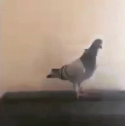 #parakeet #parakeets #parrotsoftiktok #parrot #lovebirds #birb #birbs #cockatiel #lovebirds #parrotstiktok #funny #cute #cockatielsoftiktok