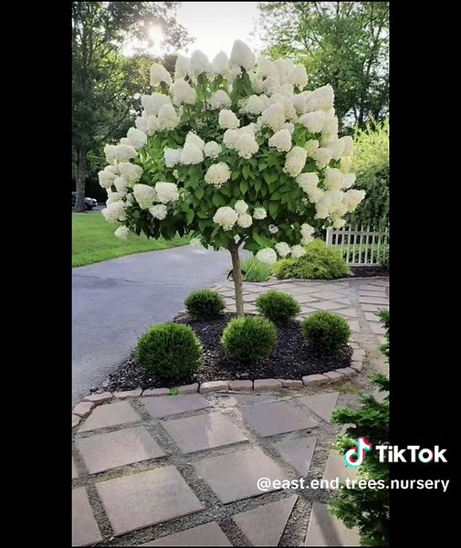 Grow Hydrangea and Crape Myrtle for Lasting Blooms