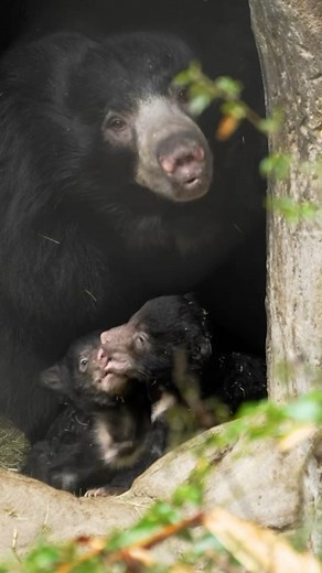 San Diego Zoo on Instagram: "Time to play the name game with the tiny sloth bear tots 🐻 Shala’s cubs need names, and we’d love your help deciding! San Diego Zoo Wildlife Alliance’s Wildlife Care team carefully curated a select list of names in honor of the sloth bear cubs’ native habitats. Cast your vote before Tuesday, April 1 at 12pm PT - 🔗 in bio. #sandiegozoo #namingcontest"