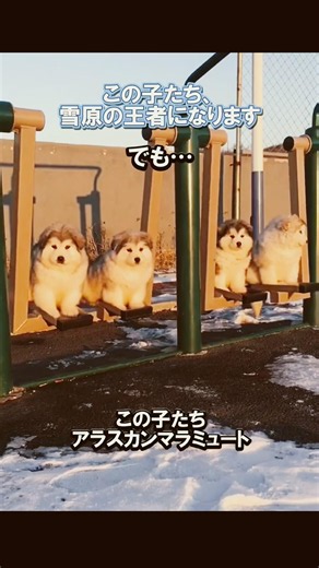 ころころモフモフの子犬が、雪原の王者になる #アラスカンマラミュート #大型犬 #もふもふ犬 #動物ショート #shorts