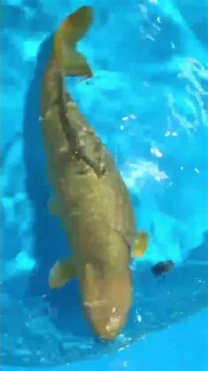 Jetzt erhältlich bei ‪@koifreak‬