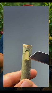 Chip budding, very easy and simple. Tips for succeed: do at low-middle humidity. #buddingtechnique #chipbudding #graftingtechnique | Grafting Techniques