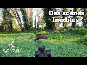 ☆Les dernières battues de la saison ! Chasse aux sangliers 2025/2026☆