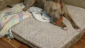 Watch Poop Emoji Farting Plush Toy - Makes 7 Funny Fart Sounds – Simply Squeeze Fart Buddy to Activate... on Amazon Live