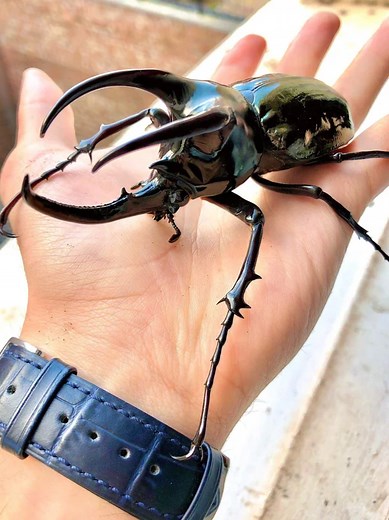 Besouro Rinoceronte: Estratégias de Sobrevivência